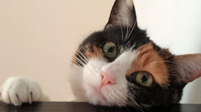 Milano Dimensione Gatto - Cat Luxury Hotel
