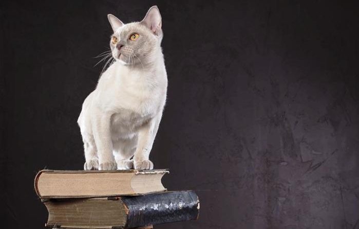 Milano Tempo di libri