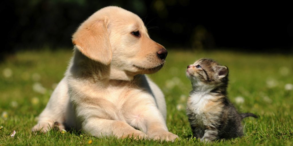 blog-animali