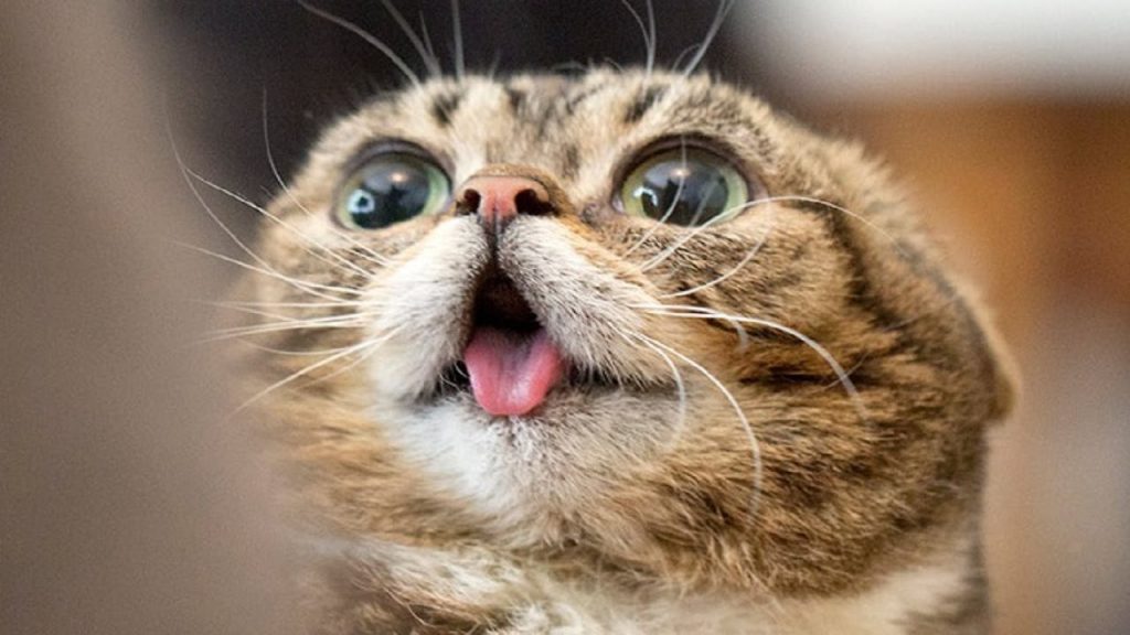 amico gatto