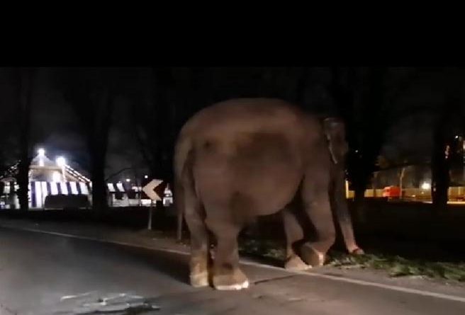 Elefante a passeggio Idroscalo