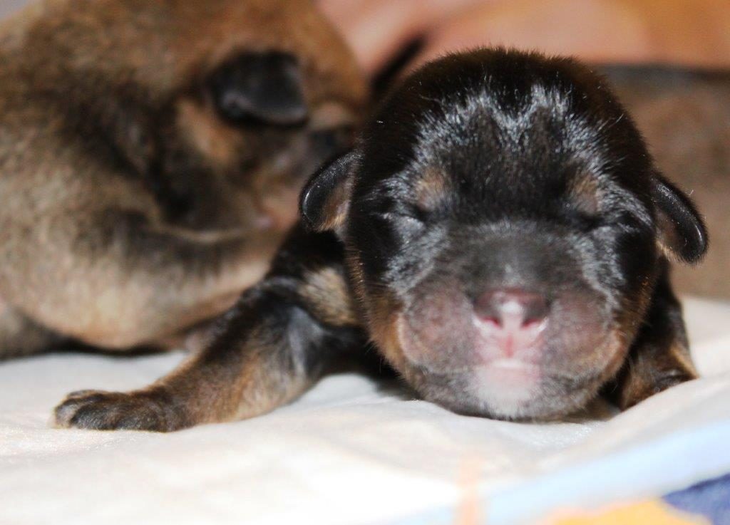 cane cucciolo