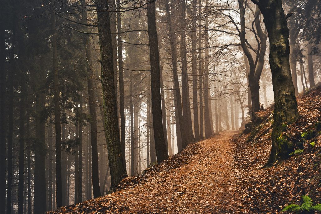 Sviluppo e promozione del settore forestale lombardo