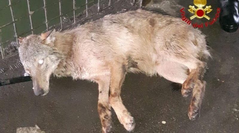 lupo salvato nel Naviglio