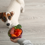 Qual è la giusta alimentazione per il cane adulto?