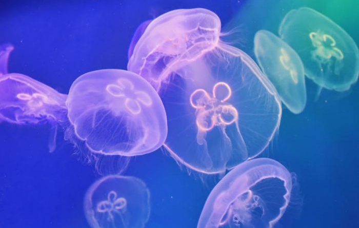 meduse