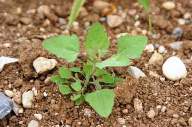 Le piante infestanti