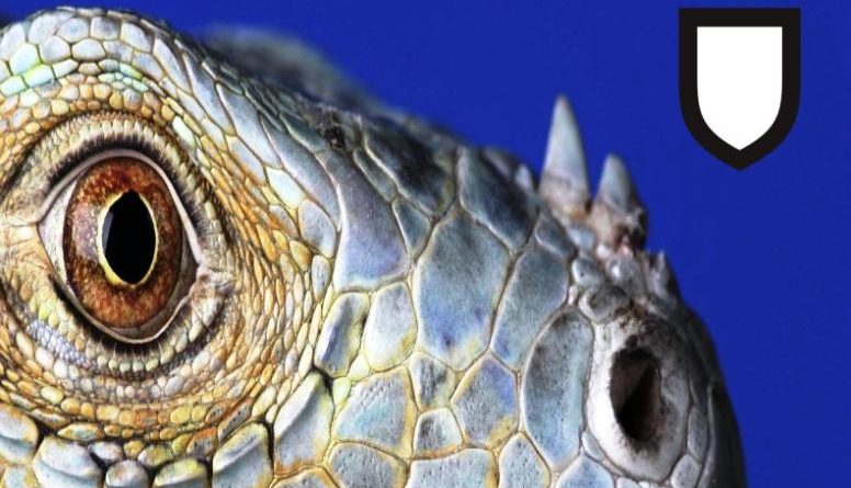 Alfabetizzazione ai media