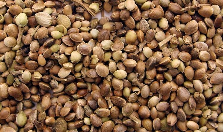 Come acquistare i semi di cannabis