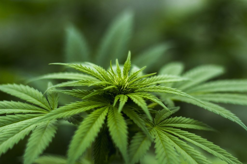 legalizzazione cannabis