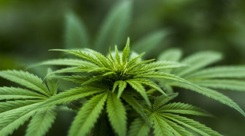 legalizzazione cannabis