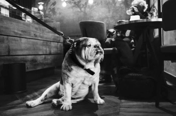 photofestival cani