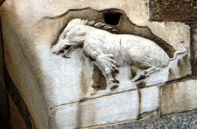Scrofa semilanuta