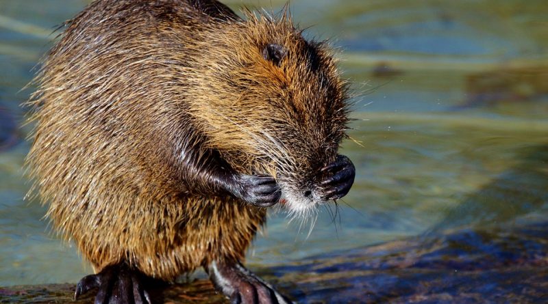 nutria