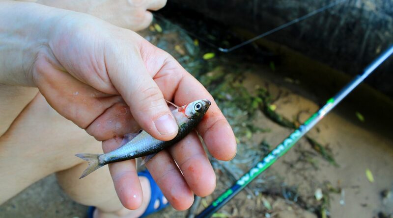 Urban fishing