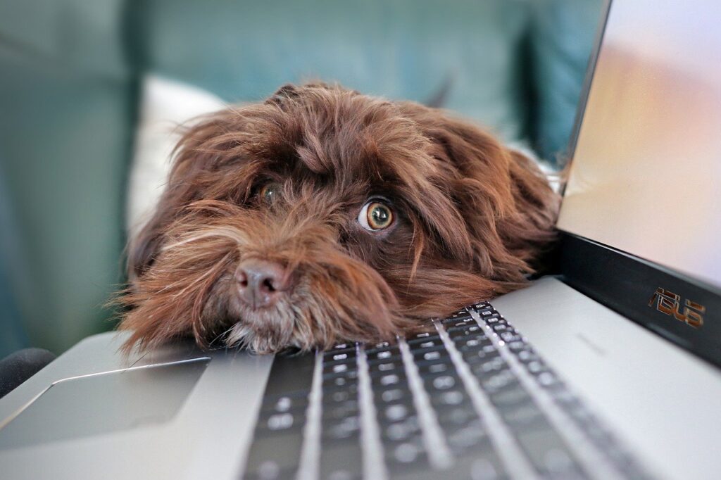 telelavoro - foto di Martine Auvray da Pixabay