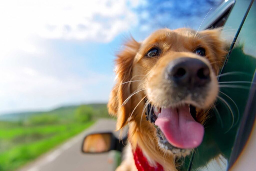 cane viaggio