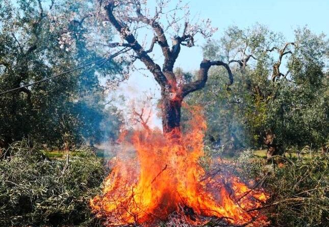 Piero nel paese delle meraviglie - ph uso stampa ©PieroPercoco