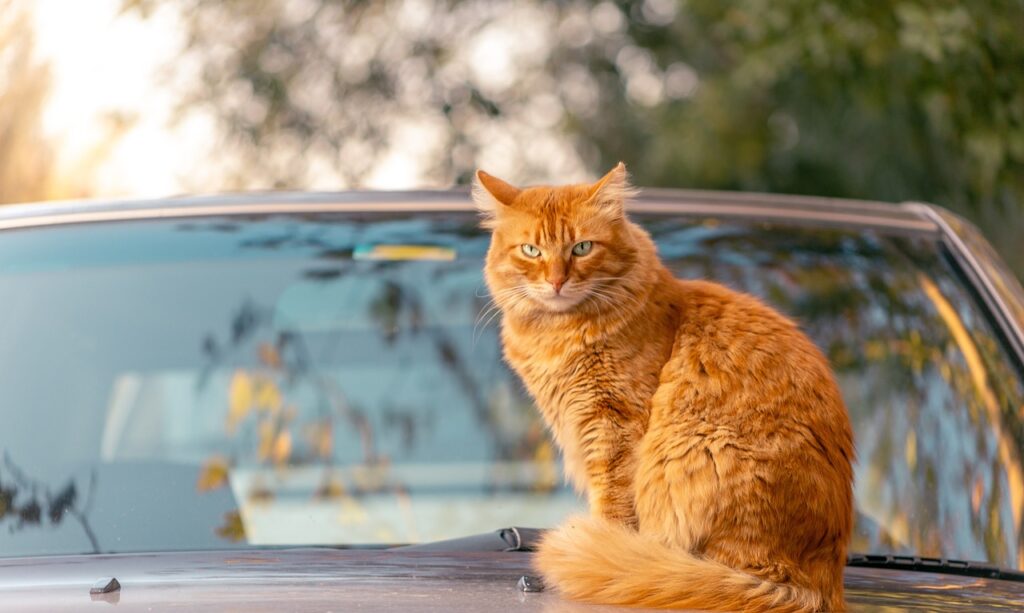 Consigli pratici per viaggiare con il tuo animale senza stress 