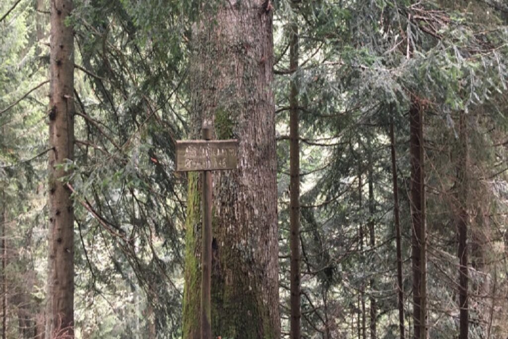 Albero monumentale il Pinetu Roncobello ph Regione Lombardia