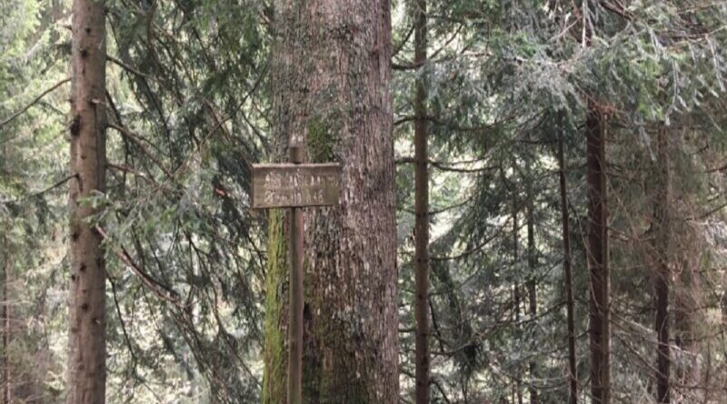 Albero monumentale il Pinetu Roncobello ph Regione Lombardia