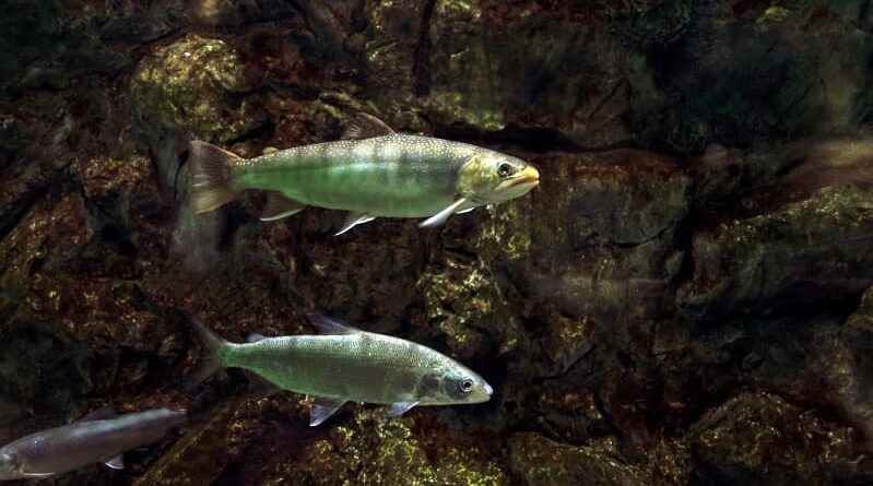 lavarello ph regione lombardia