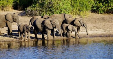 Kalahari e popolo San: un viaggio nella cultura ancestrale del Botswana