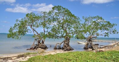 Utila: l’isola dei sub e dell’atmosfera rilassata