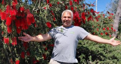 Callistemon Speciosus: una guida completa ad una pianta straordinaria