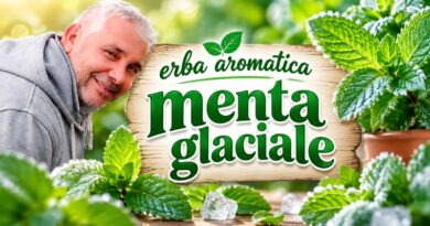 Menta glaciale a Milano: la pianta profumata da coltivare sul balcone, tra cucina e benessere
