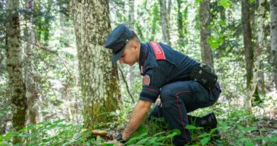 Raccolta funghi, i Carabinieri Forestali: regole e buone pratiche per evitare rischi